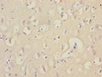 EEF1A2 Polyclonal Antibody