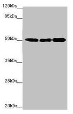 EEF1A2 Antibody in Western Blot (WB)