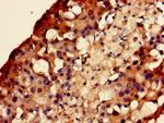 EEF1E1 Antibody in Immunohistochemistry (Paraffin) (IHC (P))