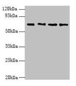 ENC1 Polyclonal Antibody