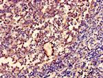 ENOX1 Antibody in Immunohistochemistry (Paraffin) (IHC (P))
