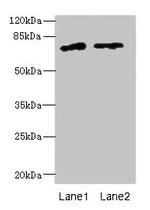 ENOX1 Antibody in Western Blot (WB)