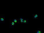 ENTPD7 Polyclonal Antibody
