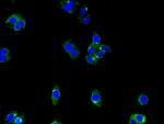 ENTPD8 Polyclonal Antibody