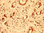 ESRP2 Antibody in Immunohistochemistry (Paraffin) (IHC (P))