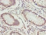 ETFA Antibody in Immunohistochemistry (Paraffin) (IHC (P))