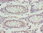 ETFA Antibody in Immunohistochemistry (Paraffin) (IHC (P))