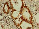 eIF3d Antibody in Immunohistochemistry (Paraffin) (IHC (P))