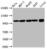 eIF3d Antibody in Western Blot (WB)