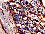 FAM3B Antibody in Immunohistochemistry (Paraffin) (IHC (P))