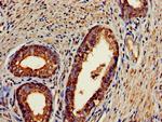 FAM92A1 Antibody in Immunohistochemistry (Paraffin) (IHC (P))