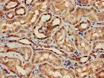 FAM92A1 Antibody in Immunohistochemistry (Paraffin) (IHC (P))