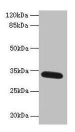 FAM92A1 Antibody in Western Blot (WB)
