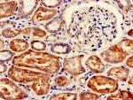 FANCC Antibody in Immunohistochemistry (Paraffin) (IHC (P))