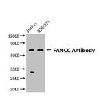 FANCC Antibody in Western Blot (WB)