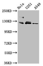Fibulin 2 Antibody in Western Blot (WB)