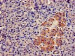 FCHSD2 Antibody in Immunohistochemistry (Paraffin) (IHC (P))