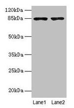 FCHSD2 Antibody in Western Blot (WB)