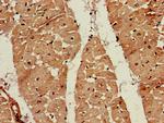 FDPS Antibody in Immunohistochemistry (Paraffin) (IHC (P))