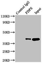 FDPS Antibody in Western Blot (WB)