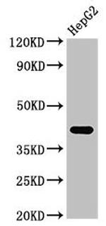 FDPS Antibody in Western Blot (WB)