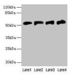 FDXR Antibody in Western Blot (WB)