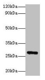 FGF23 Polyclonal Antibody