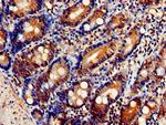 FKBP25 Antibody in Immunohistochemistry (Paraffin) (IHC (P))