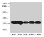 FKBP25 Antibody in Western Blot (WB)