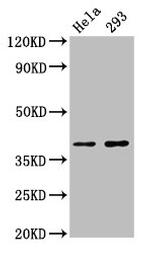 FOXH1 Polyclonal Antibody
