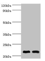 NCS1 Polyclonal Antibody
