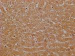 G0S2 Polyclonal Antibody