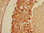 GFR alpha-1 Antibody in Immunohistochemistry (Paraffin) (IHC (P))