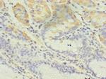GIF Polyclonal Antibody