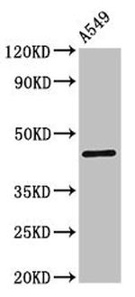 Connexin 45 Antibody in Western Blot (WB)