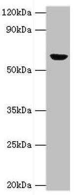 GluD2 Polyclonal Antibody