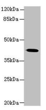 GNA14 Antibody in Western Blot (WB)