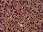 GNAL Antibody in Immunohistochemistry (Paraffin) (IHC (P))