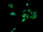 GNL1 Polyclonal Antibody