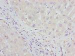 HBZ Polyclonal Antibody