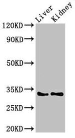 HEXIM2 Antibody in Western Blot (WB)