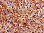 HMBS Antibody in Immunohistochemistry (Paraffin) (IHC (P))