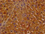 Hemopexin Polyclonal Antibody
