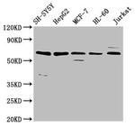 HRG Antibody in Western Blot (WB)