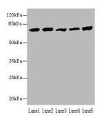 HSPA1B Polyclonal Antibody