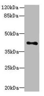 HTR1E Antibody in Western Blot (WB)