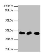 HUS1 Antibody in Western Blot (WB)