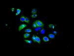 IFIT5 Polyclonal Antibody