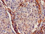 IFITM2 Antibody in Immunohistochemistry (Paraffin) (IHC (P))