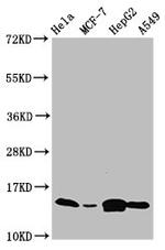 IFITM2 Antibody in Western Blot (WB)